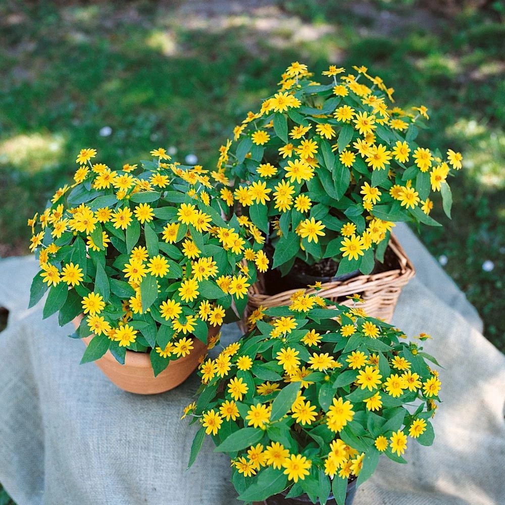 Melampodium Derby Seeds - Butter Daisy Melampodium Paludosum Ground Cover Seed - 400 Seeds