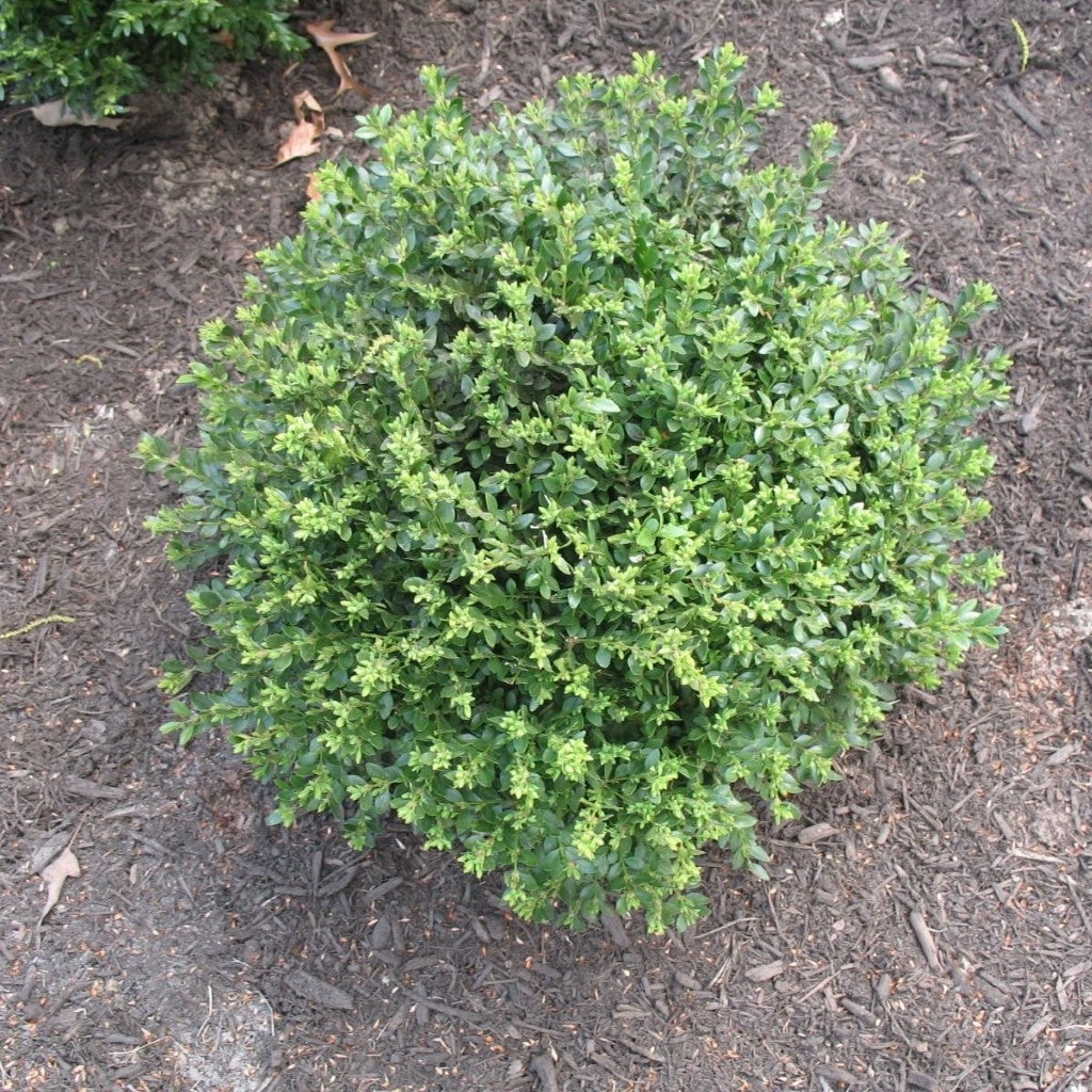 Pixies Gardens Chicagoland Green Boxwood Liner