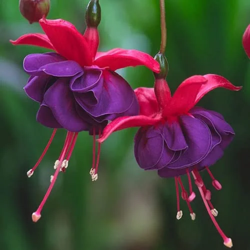 CHUXAY GARDEN Red Violet Fuchsia Flower Seed 200 Seeds Most Outstanding Summer Bloomers Great Desktop Bonsai