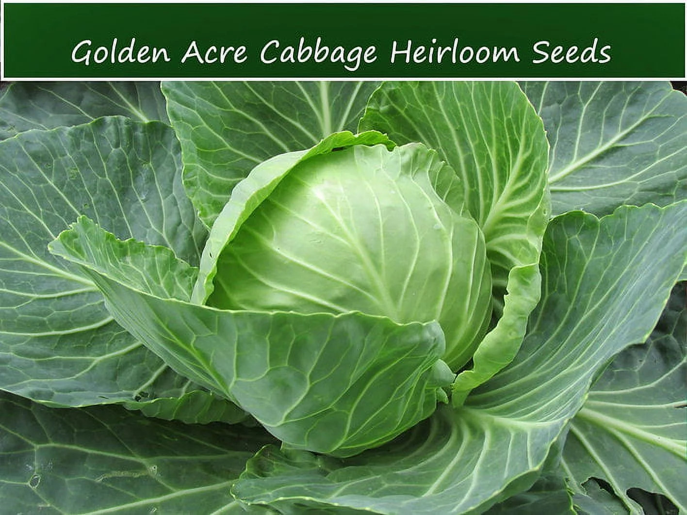 Vegetable Seeds-Golden Acre Cabbage-100 Heirloom Seeds- Beautifully Round  -Earliest Producer - Round 6- 7