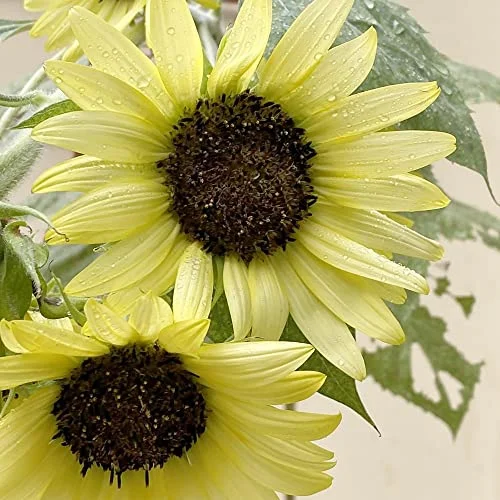 Sunflower 'Moonwalker' Seeds Helianthus Annuus Hardy Annual Attracts Bees & Hummingbirds Cottage Garden Bed Border Outdoor 25Pcs Flower Seeds by YEGAOL Garden