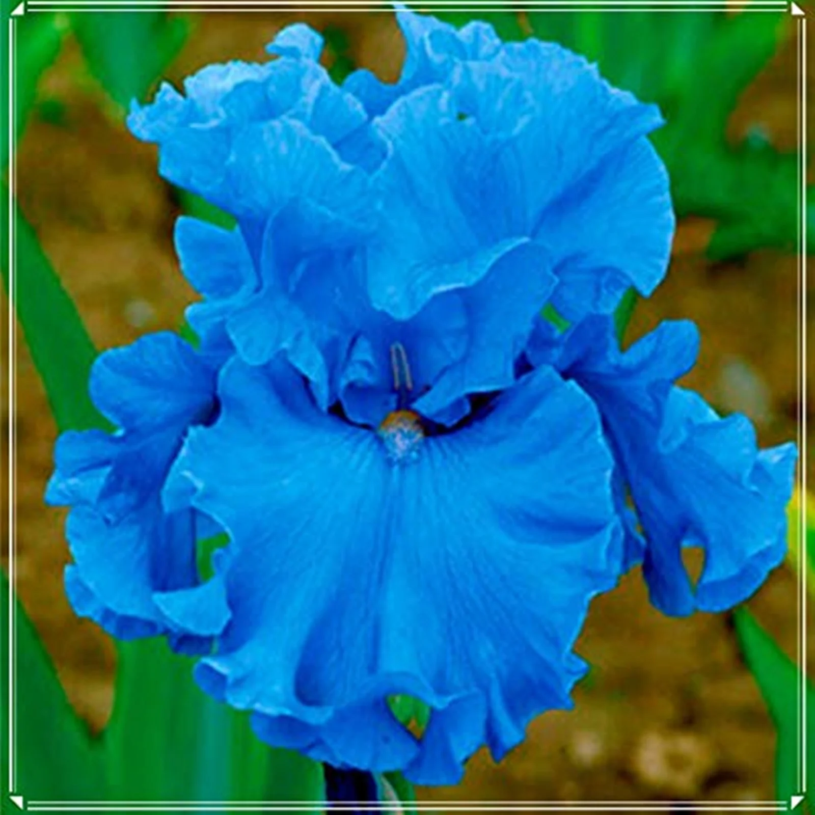 Iris Bulbs, Cold And Drought Tolerant, Gardeners Can Plant Easily,Iris Bulbs For Planting, Iris Plants Bulbs,Iris Tubers, Iris Bulbs Perennial Reblooming Bearded,Beautify Environment,Iris Rhizomes,
