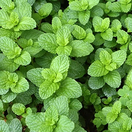 Clovers Garden Spearmint Mint Herb Plants - Two (2) Live Plants - Non-GMO - Not Seeds - Each 4