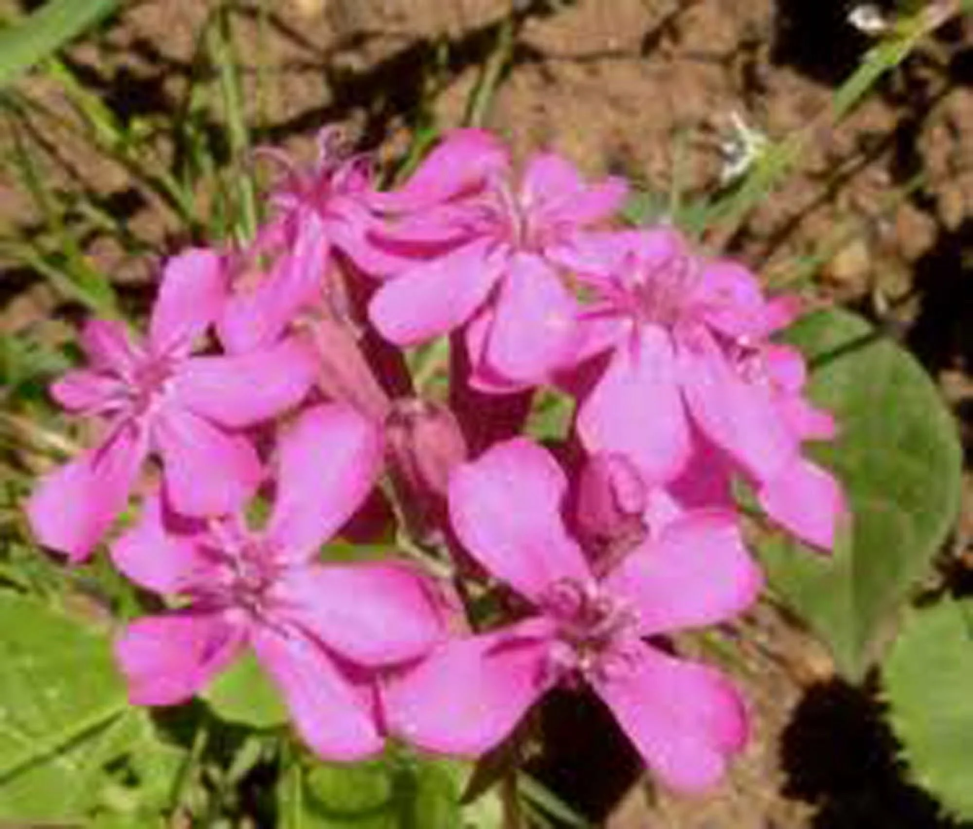 Catchfly Flower Seeds, 100 Seeds, Beautiful, Crimson-Rose Blooms