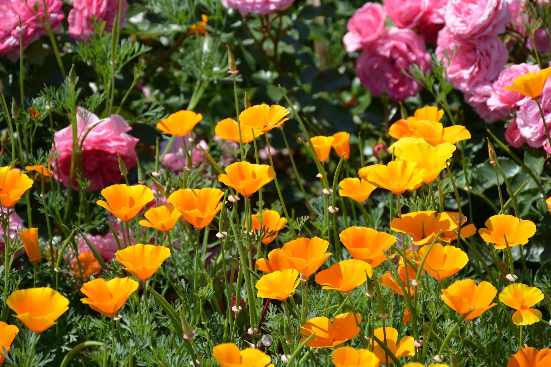 SEEDS = = 100 premium seeds - -Orange California Poppy -NOTE- Seeds are very tiny--Attracts Butterflies -Perfect for Flower Beds  =Serendipity Seeds