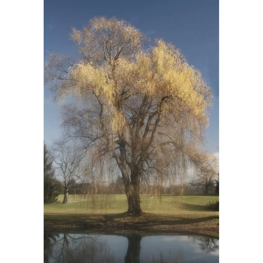 Vitaly, Geyman 11x14 Black Modern Framed Museum Art Print Titled - Willow Magic II