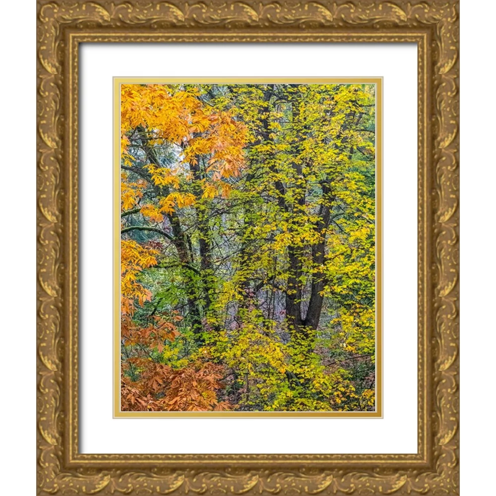 Gulin, Sylvia 15x18 Gold Ornate Wood Framed with Double Matting Museum Art Print Titled - USA-Washington State-Easton and fall colors on Big Leaf Maple and Vine Maple