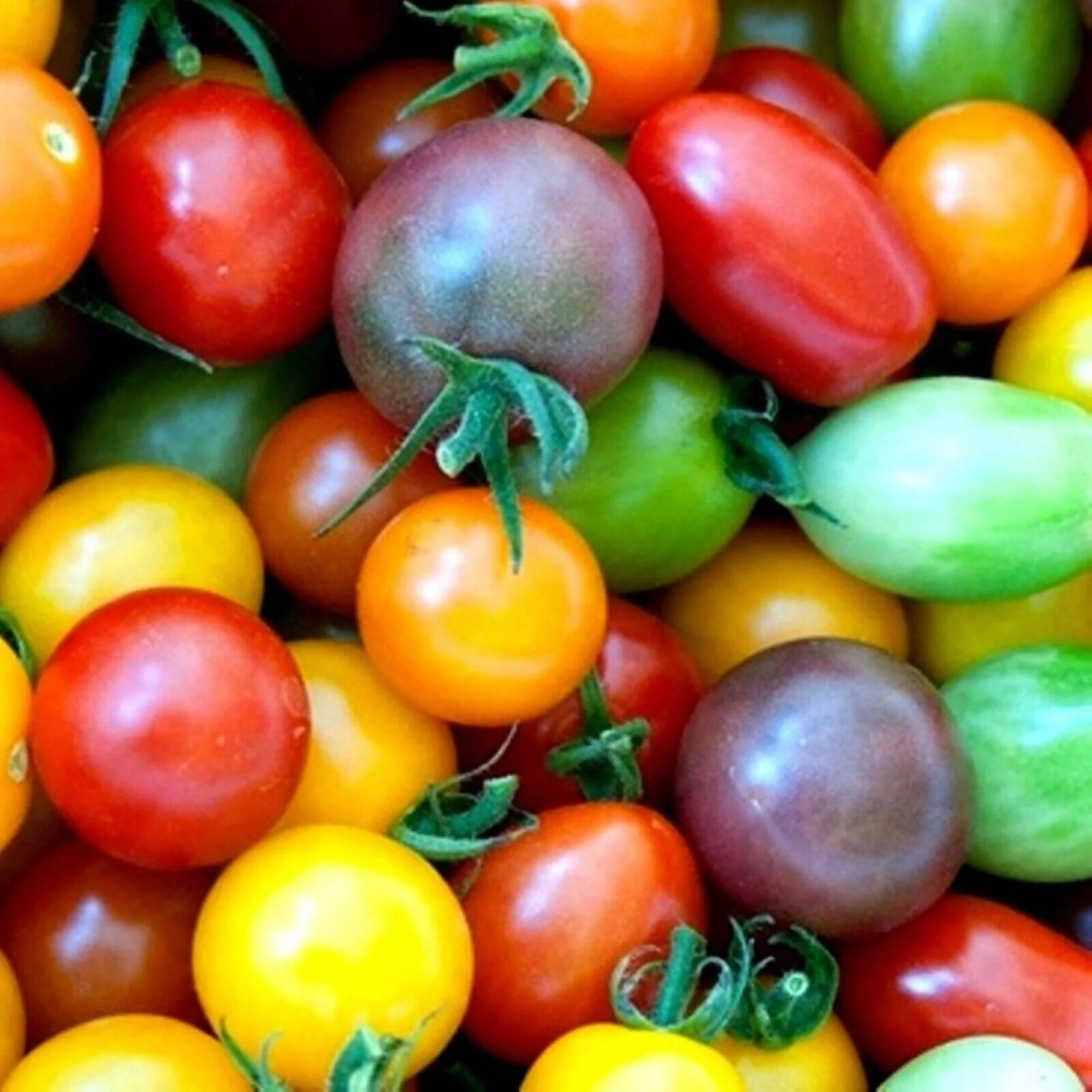 Rainbow Cherry Tomato Mix/Full Sun/Annual/150 Seeds 1/4 Gram/Zellajake Farm and Garden - B94
