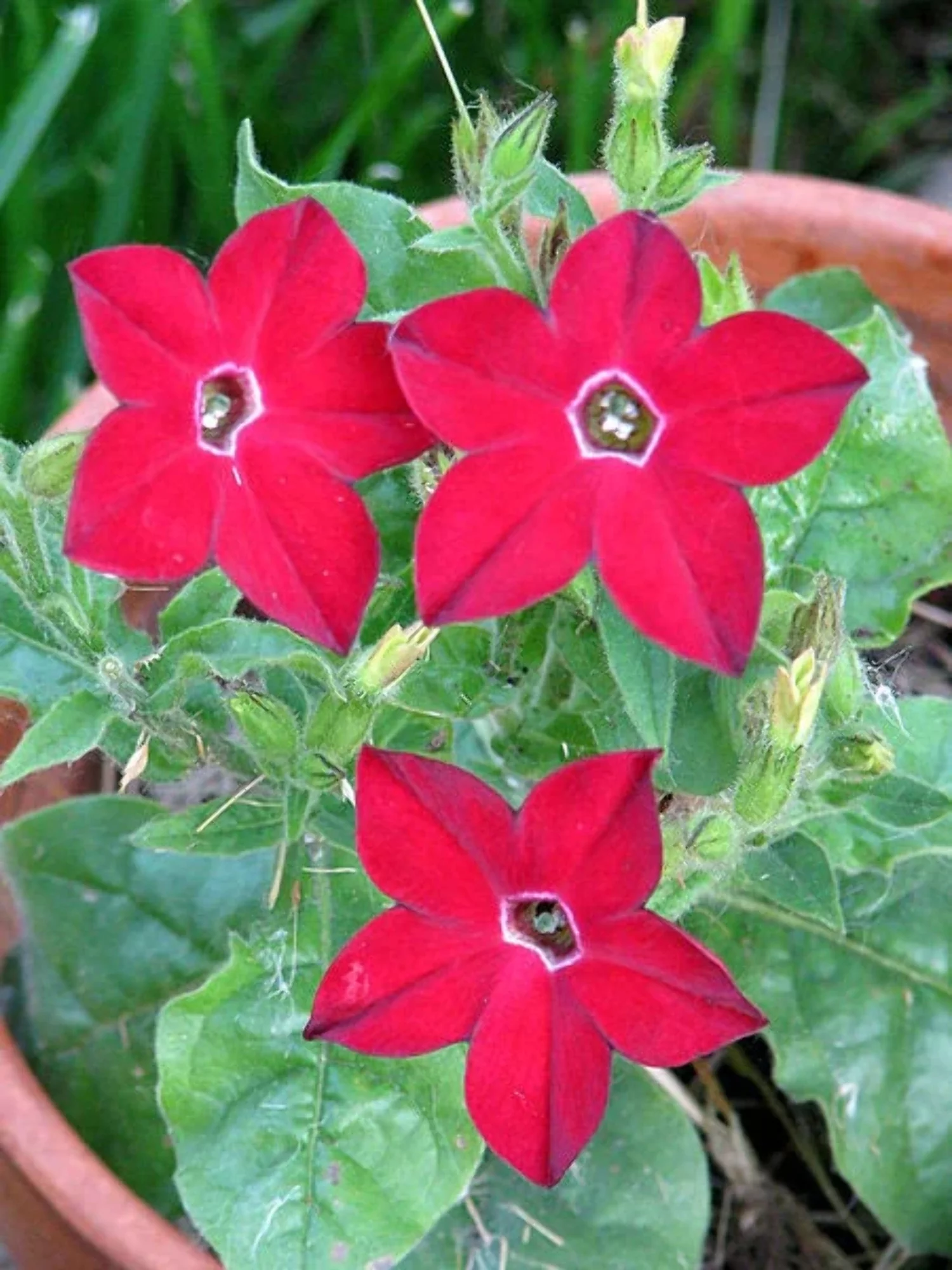 100 Red CRIMSON KING NICOTIANA (Ornamental Flowering Tobacco) Nicotiana Affinis Flower Seeds