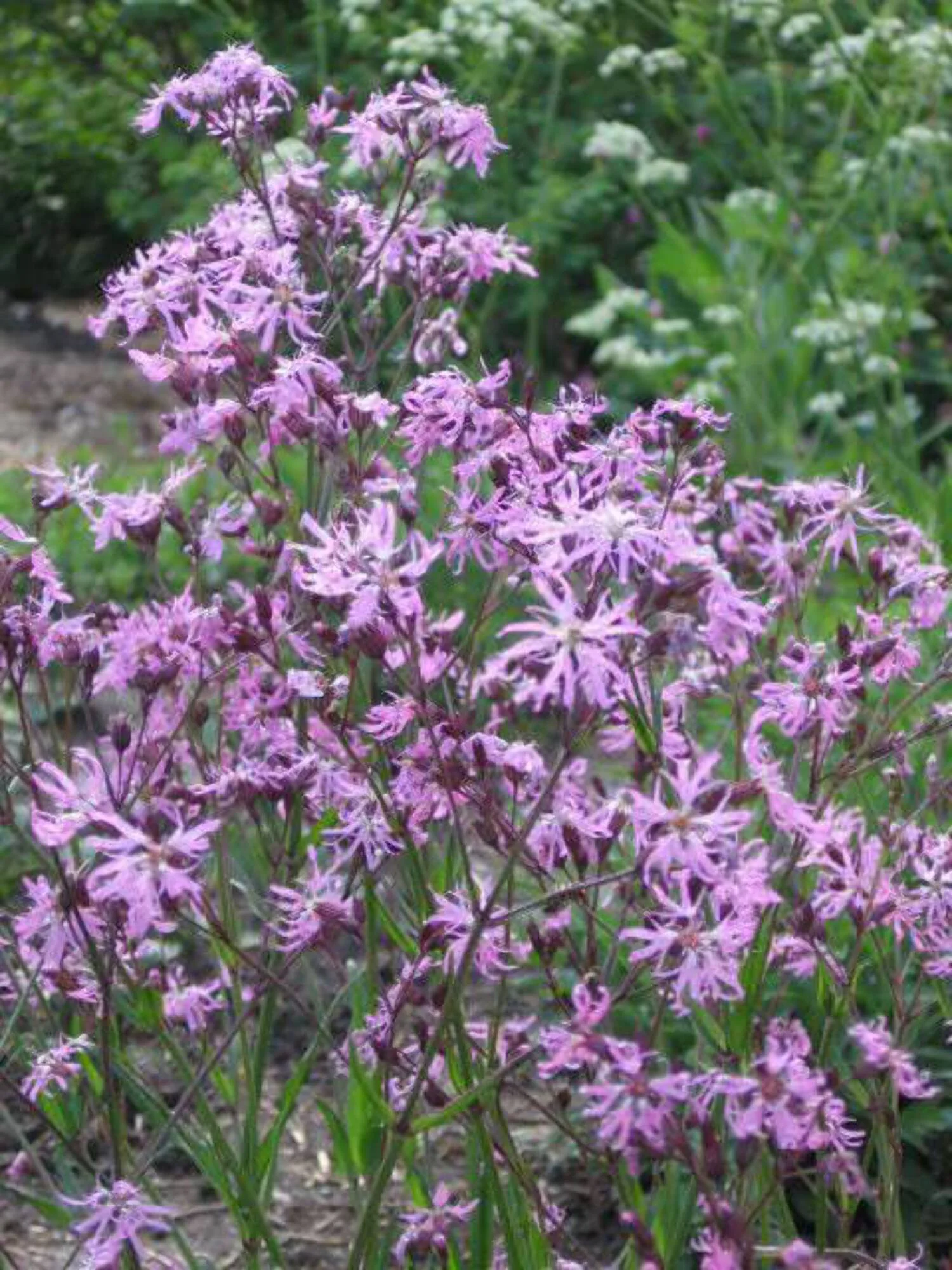 100 RAGGED ROBIN Pink Purplish Lychnis Flos Cuculi Flower Seeds
