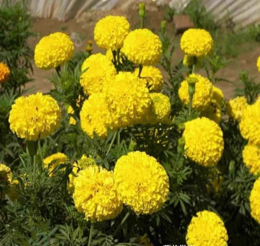 130 Seeds African Marigold, Orange Blooms, Tagetes erecta ,Hawaii Flower Seeds Free Shipping