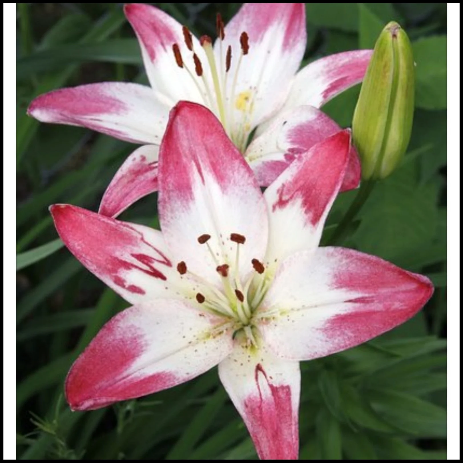 Tiger Lily Bulbs For Planting,Lily Bulbs For Planting Outdoors,Gardening Treasures,Lily Bulbs Perennial,Surprise Lily Bulbs,Iridescent,Stargazer Lily Bulbs.
