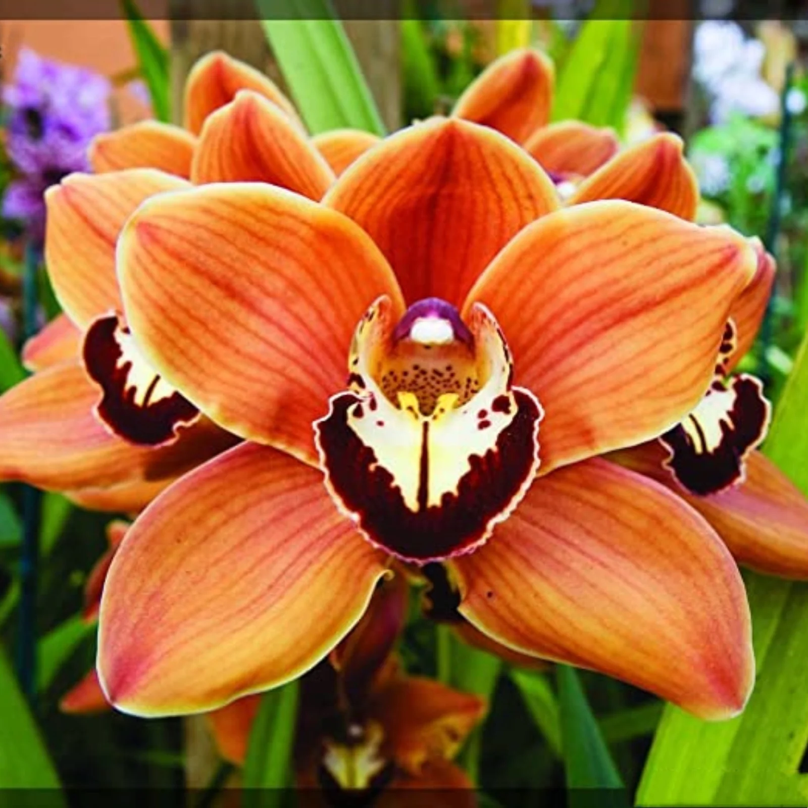 Cymbidium Bulbs For Sale Cymbidium Bulbs Cymbidium Bulbs Bulk Cymbidium Plants Cymbidium Bulbs For Palting Cut Flowers