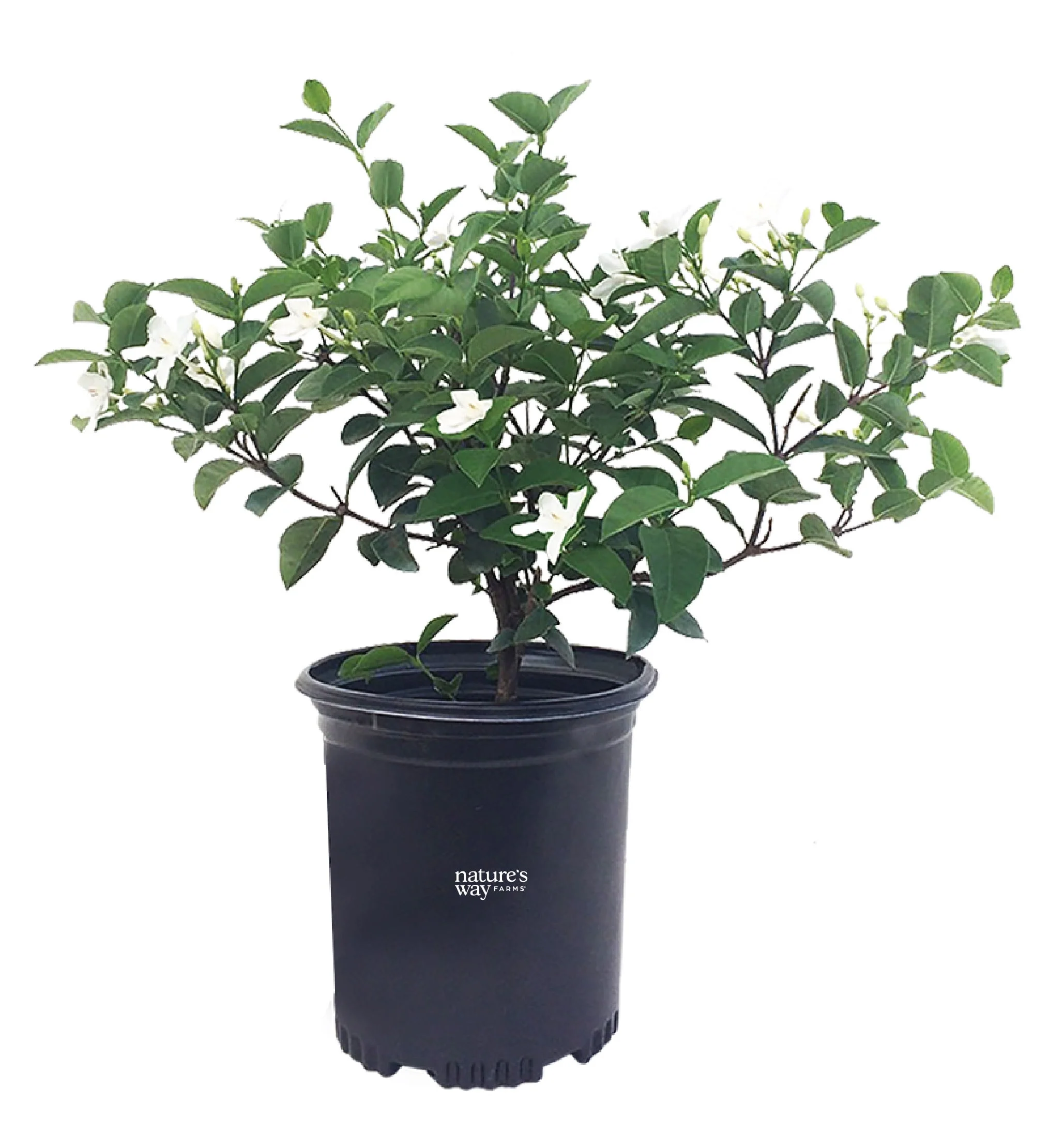 Nature's Way Farms Jasmine Asian Snow Live Plant (18-24 in. Tall) in Grower Pot