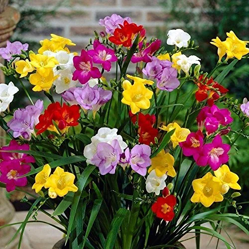 Freesia Mix - 15 Bulbs 5/6cm - Great in Containers