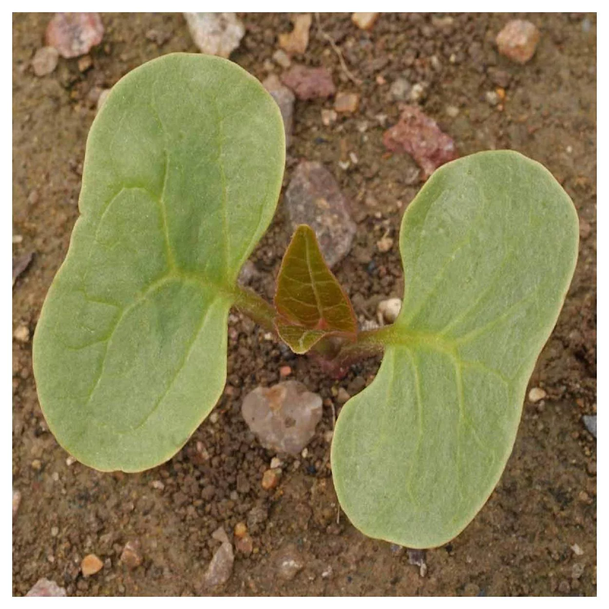 Everwilde Farms - 50 White Four O Clock Garden Flower Seeds - Gold Vault Jumbo Bulk Seed Packet