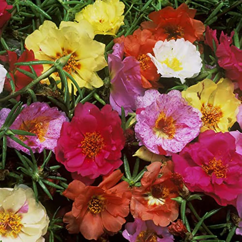 Mixed Colors Moss Rose Seeds Portulaca Ornamental Plant Succulent Leaves Drought and Heat Tolerant Hanging Baskets Container Ground Cover 300Pcs Flower Seeds by YEGAOL Garden