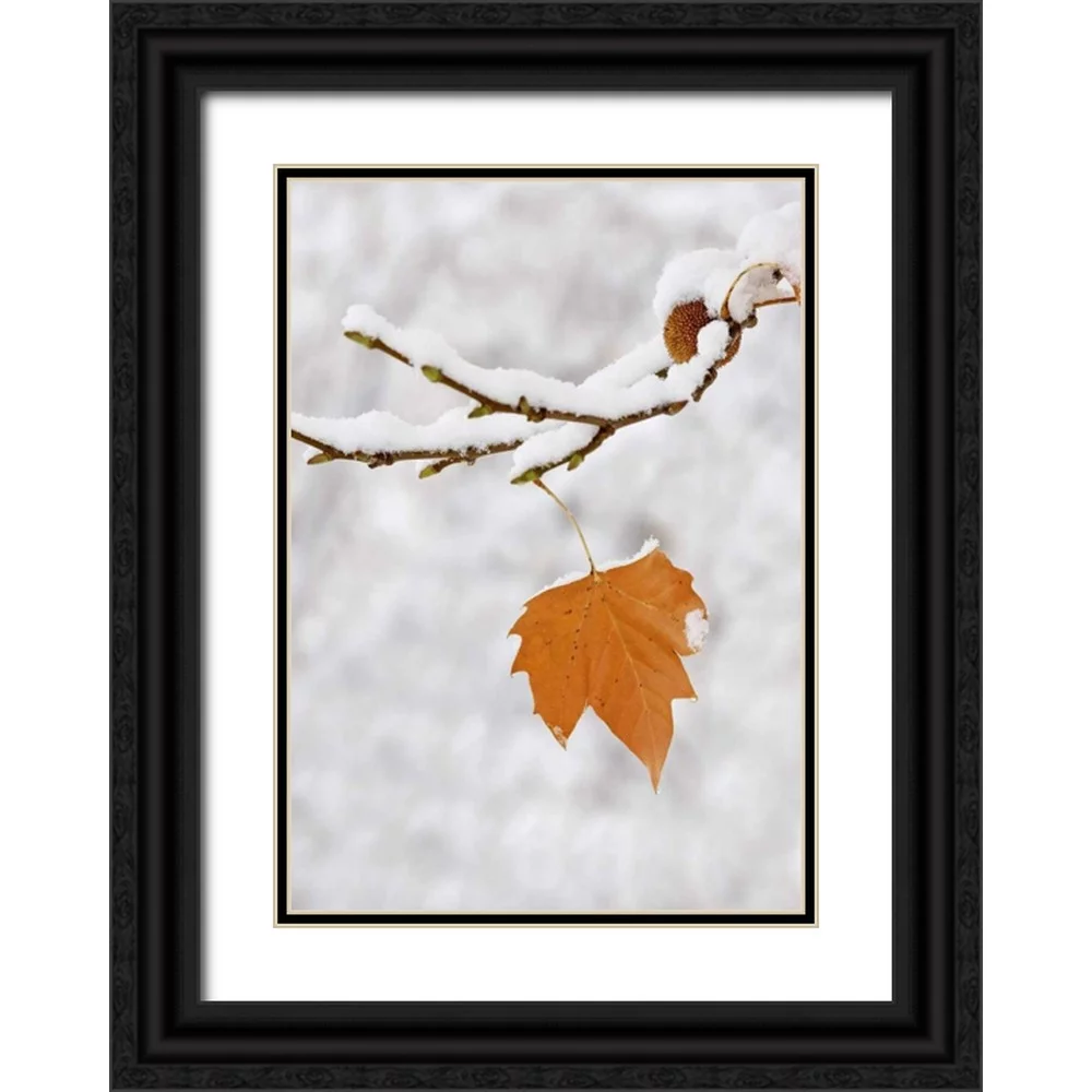 Flaherty, Dennis 14x18 Black Ornate Wood Framed with Double Matting Museum Art Print Titled - Lone leaf clings to a snowy sycamore tree branch
