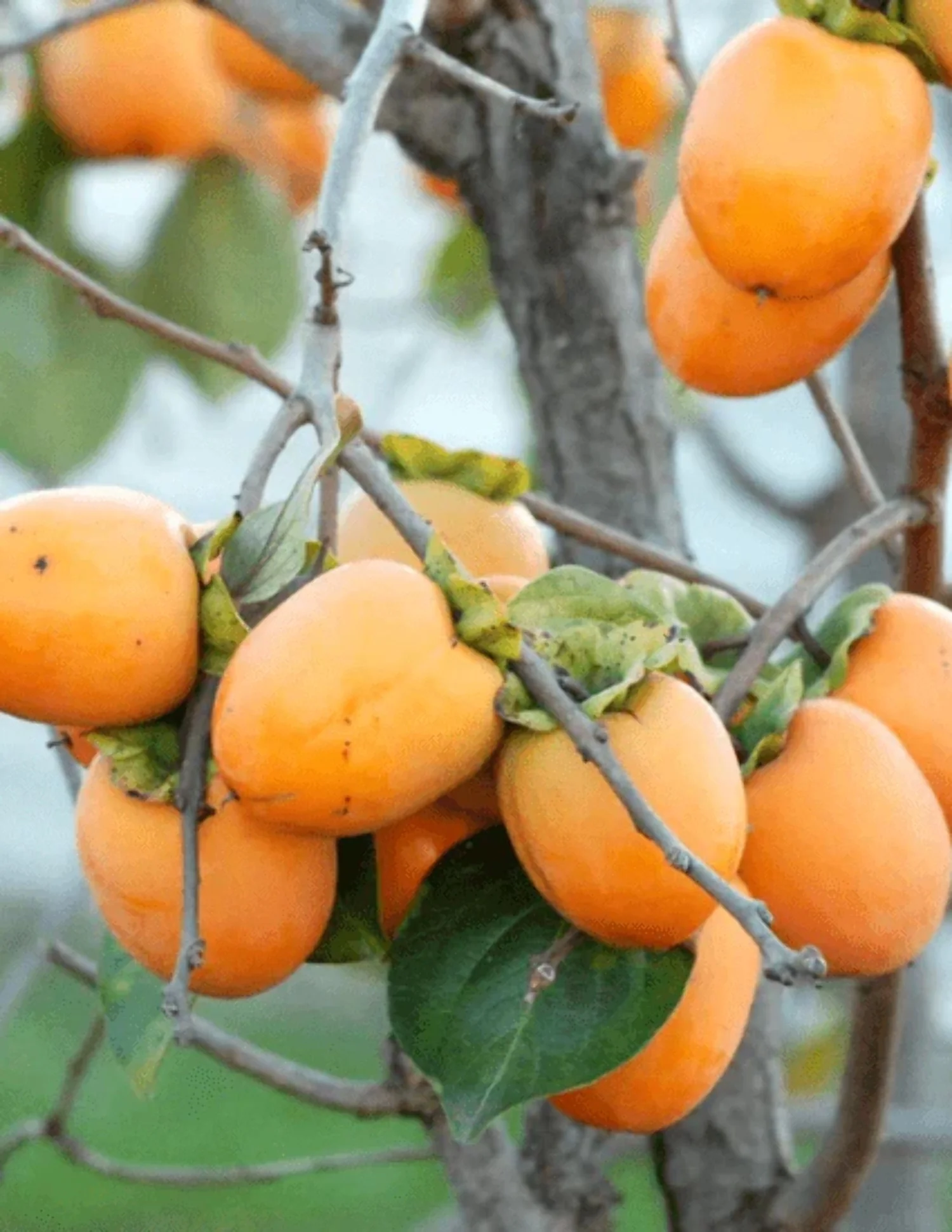 JIRO Persimmon Tree seedling