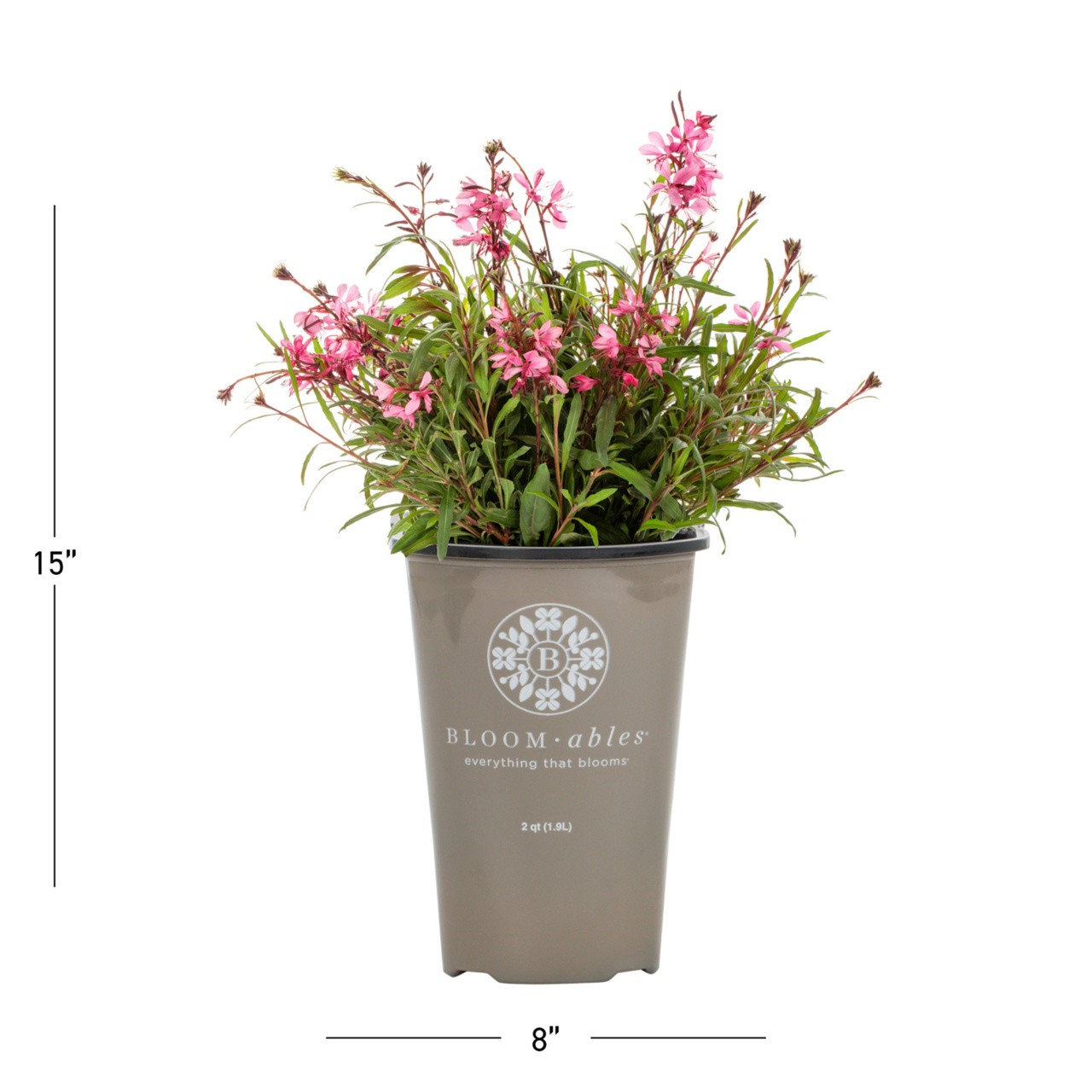 Bloomables 2QT Gaura Belleza Live Plant Grower Pot Full Sun