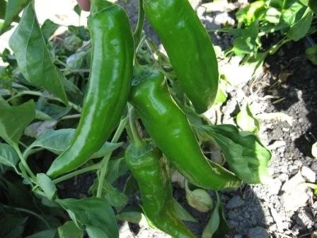 Clovers Garden Anaheim Pepper Plant- Two (2) Live Plants – Not Seeds – in 3.5 Inch Pots