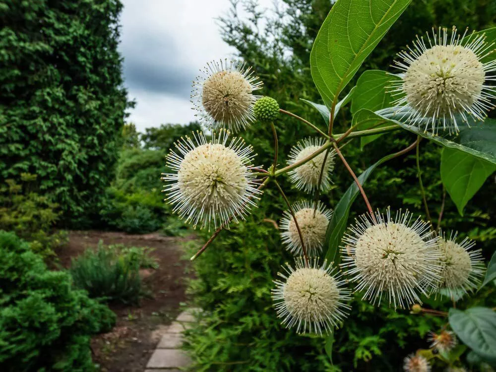 100 Buttonbush Seeds for Planting Cephalanthus occidentalis