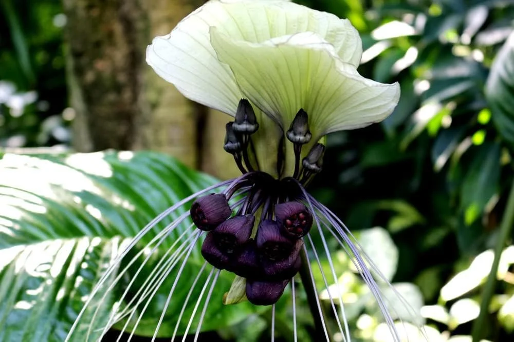 White Bat Flower Seeds - 5 Seeds for Planting - Attracts Butterflies, Rare - Tacca chantrieri
