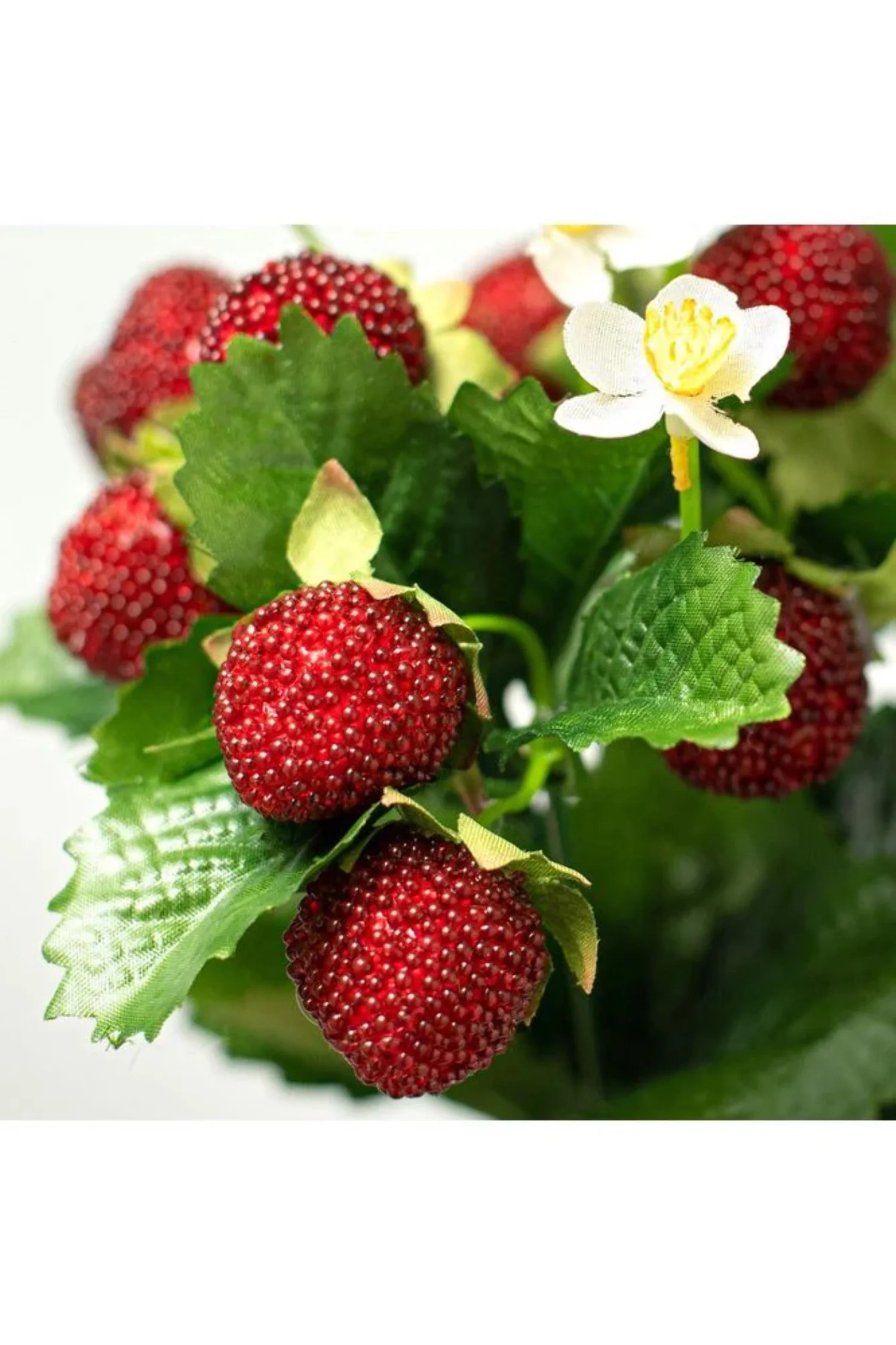 13 Strawberry  Fern Bush