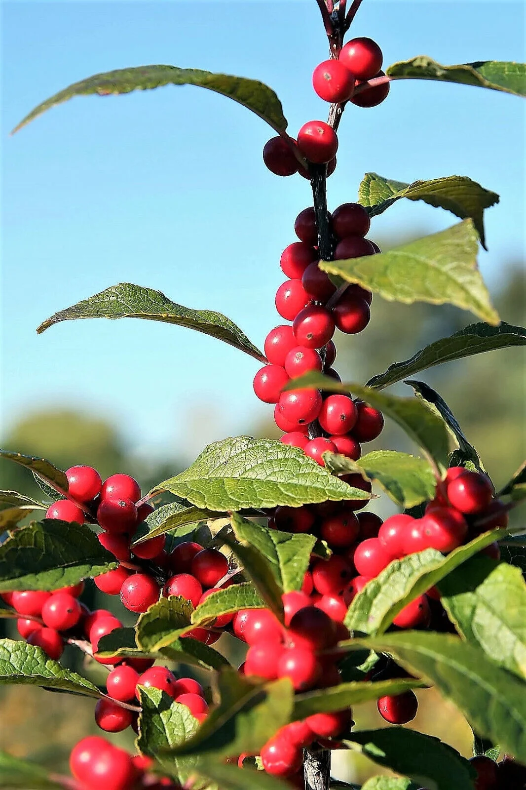 50 WINTERBERRY Holly Ilex Verticillata Black Alder Tree Shrub Red Berry Seeds