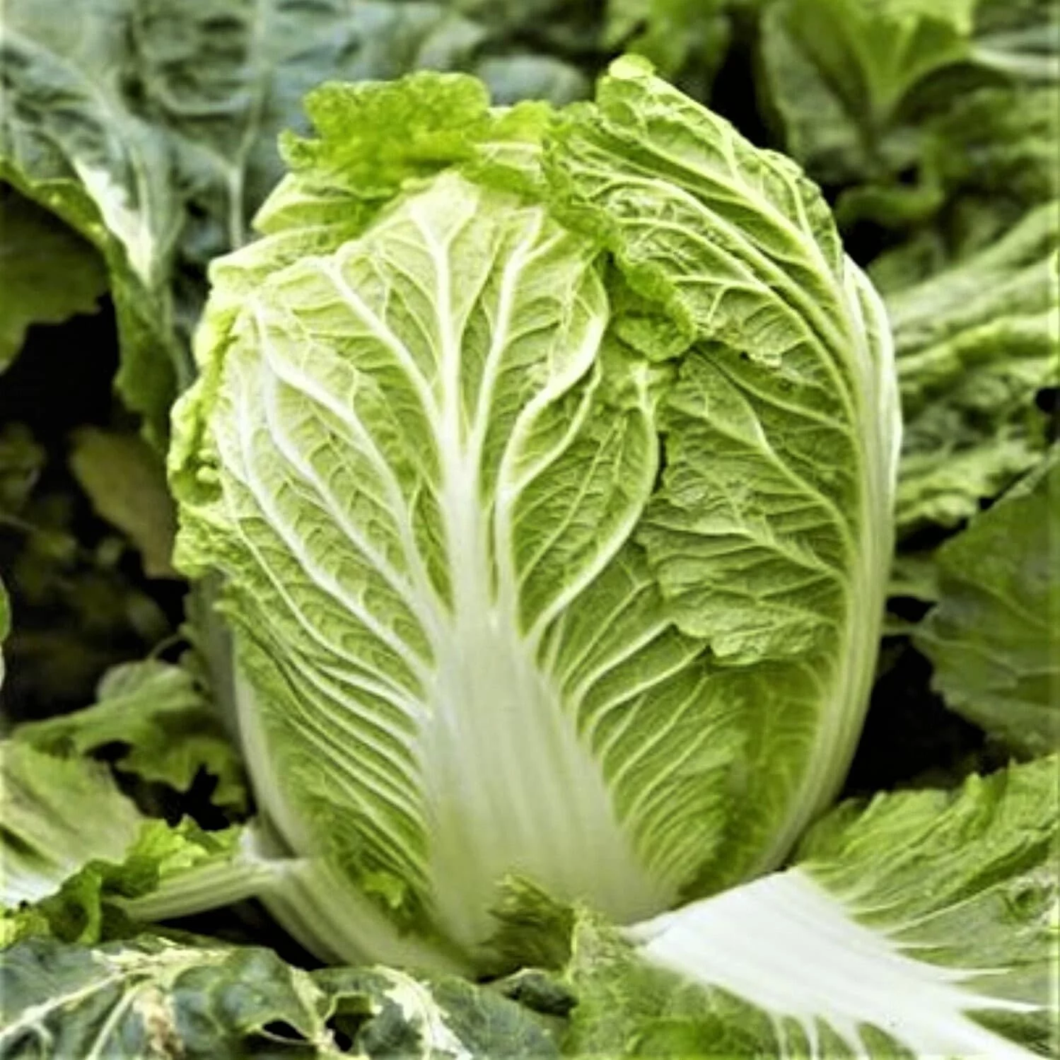 TomorrowSeeds - Yong Chinese Napa Cabbage Seeds - 400+ Count Packet - Non GMO USA Garden Planting Growing Bok Choy Green Asian Vegetable Seed For 2024 Season