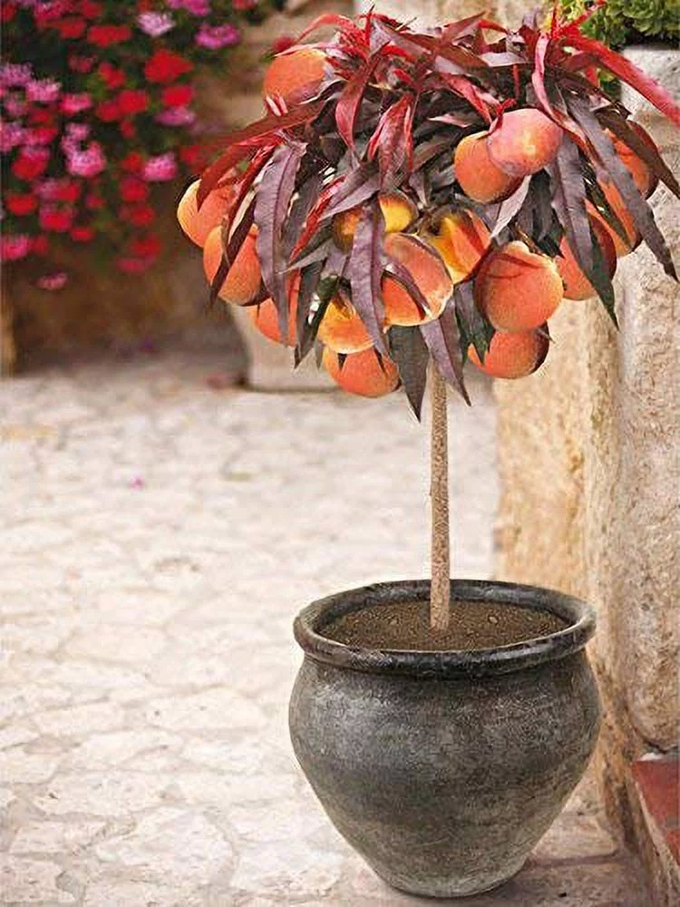 - Patio Peach Tree, 2-3 Ft. - Patio Peaches With Fiery Foliage - No Shipping To AZ Or
