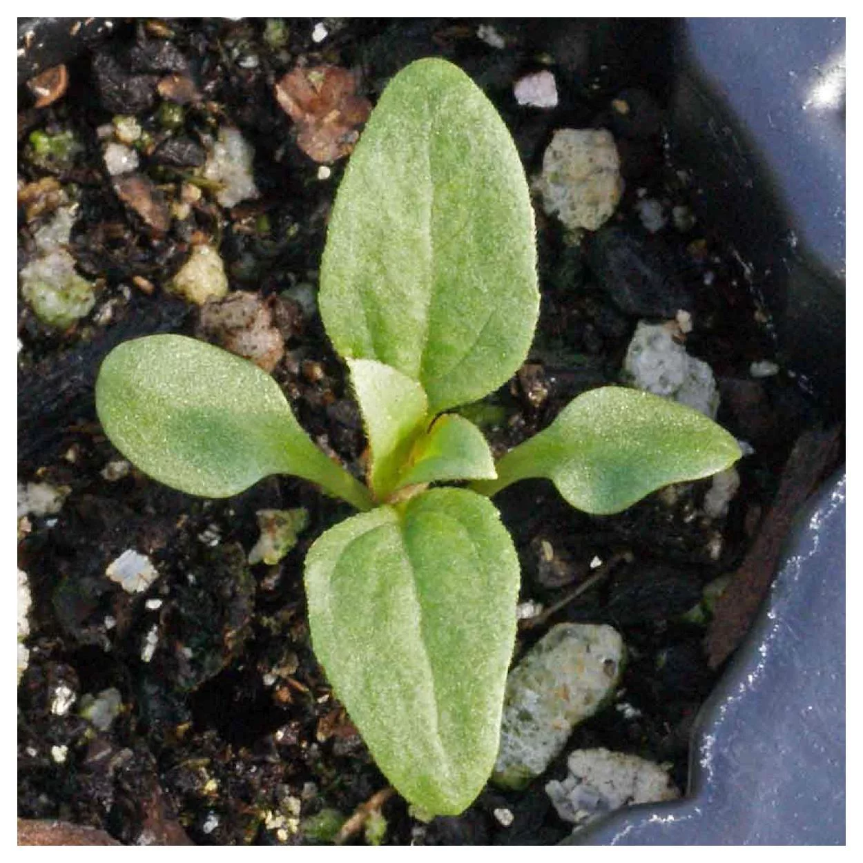 Everwilde Farms - 1000 Early Sunflower Native Wildflower Seeds - Gold Vault Jumbo Bulk Seed Packet