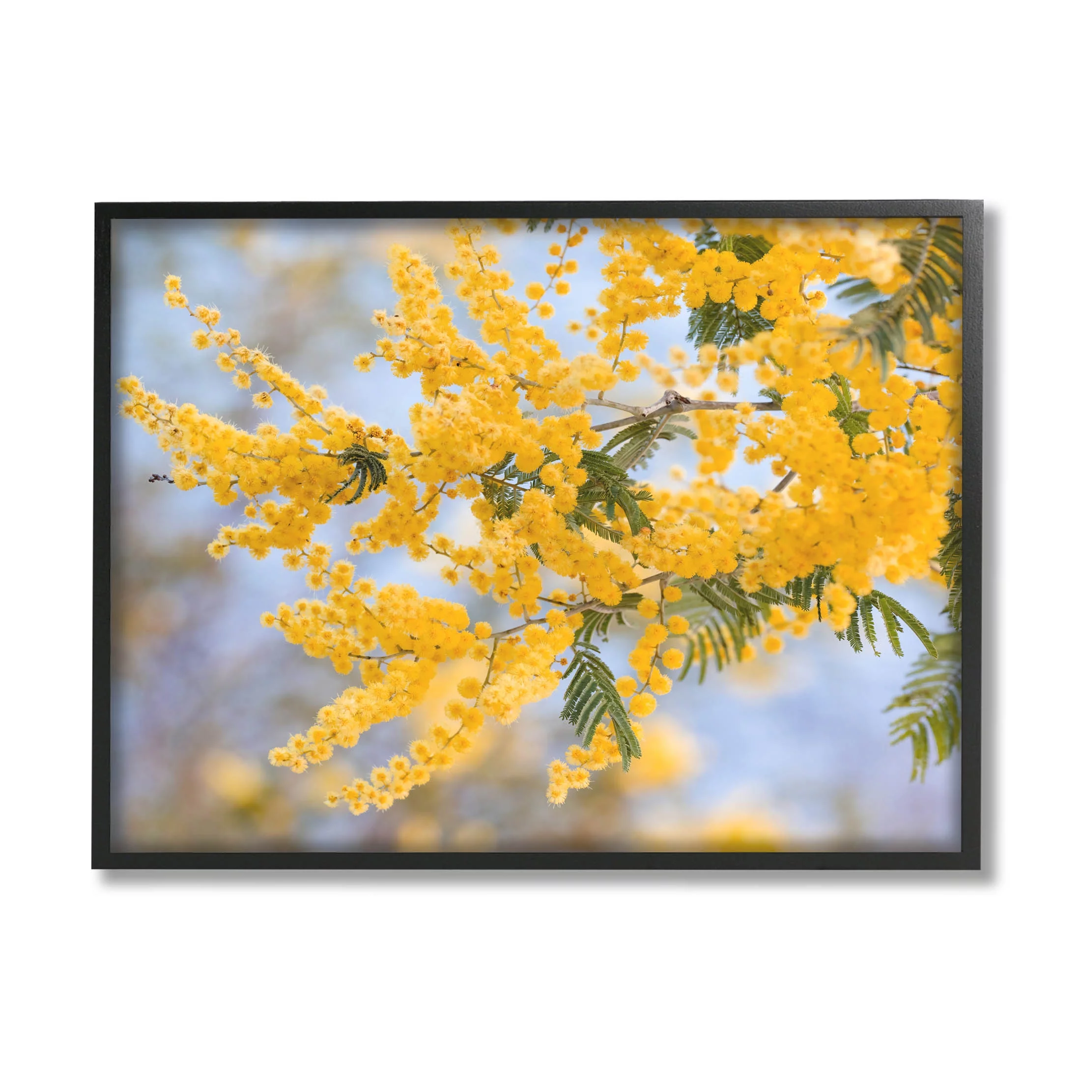 Yellow Mimosa Tree Flowers Nature Botanical & Floral Photograph Black Framed Art Print Wall Art