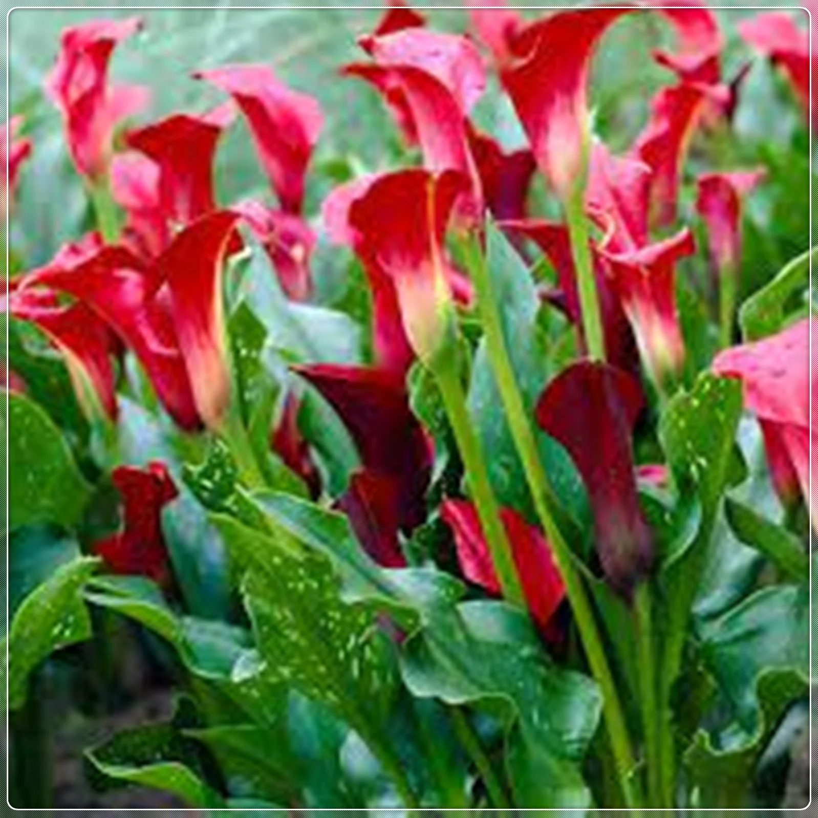 Calla Lily Bulbs, Calla Lily Bulbs Giant,Calla Lily Plant Perinial,Calla Lily Plants,Bulb Flowers,Calla Lily Bulbs Giant,Calla Lily Bulbs For Sale