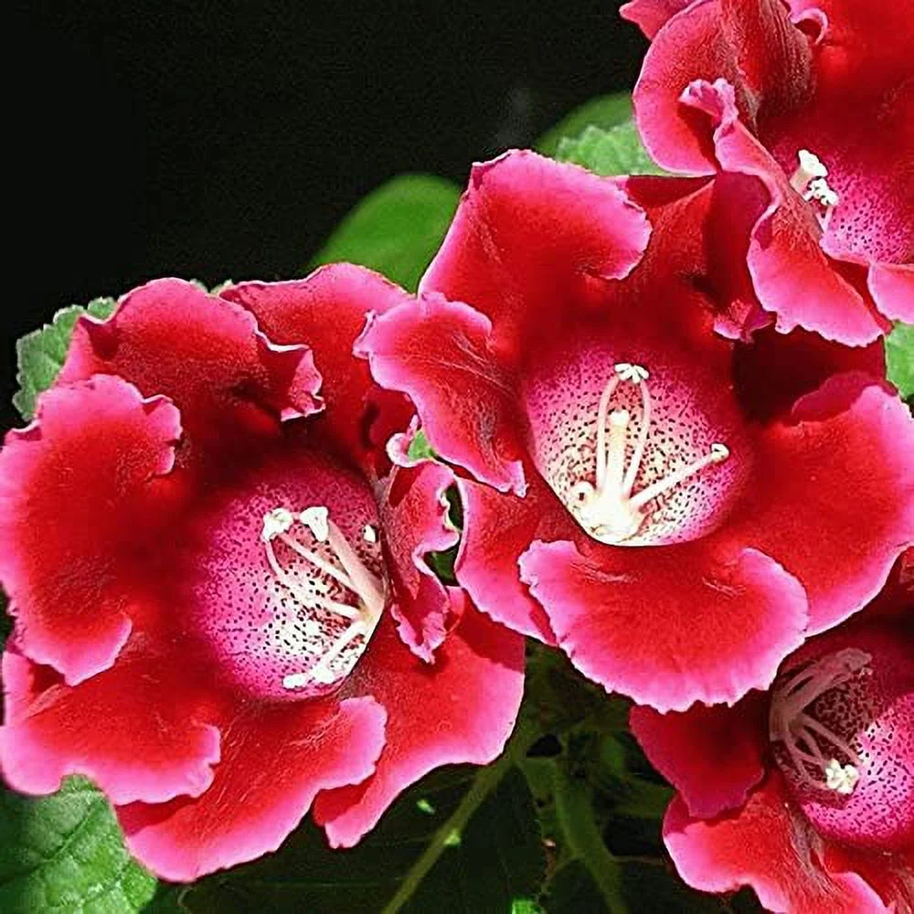 Gloxinia Seeds Tropical Perennial Fast-Growing Home Decorate Ornamental Easy to Care Houseplant Indoor Outdoor 15Pcs Flower Seeds by YEGAOL Garden