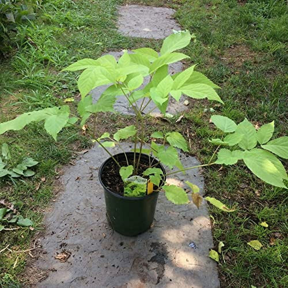 CHUXAY GARDEN 10 Seeds Aralia Cordata,Japanese Spikenard,UDO,Aralia Nudicaulis,Aralia Taiwaniana, Aralia Edulis Hardy Edible Plant Deciduous Perennial Bearing Plants Great for Garden