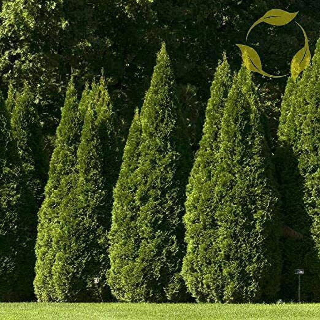 40 Oriental Arborvitae Tree Seeds for Planting Platycladus orientalis