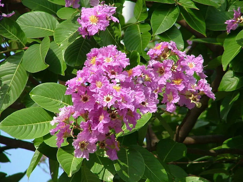 Lagerstroemia siosa | Pride of India | Queens Giant Crepe Myrtle | 20_Seeds