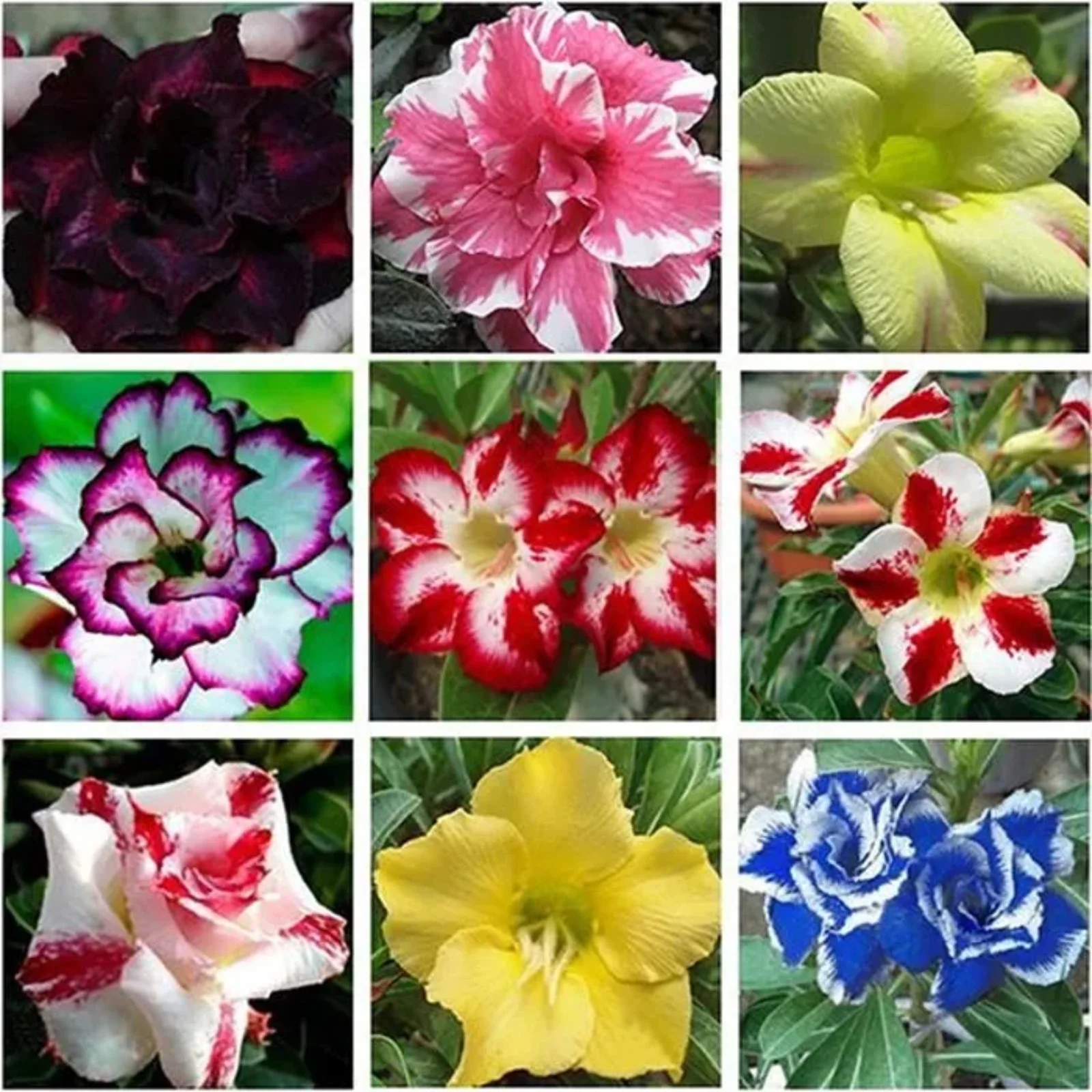 Desert Rose Bulbs,Adenium Desert Rose Plant,Desert Rose Roots,Desert Rose Plants,Professional Planting,Desert Rose Bulbs For Sale.