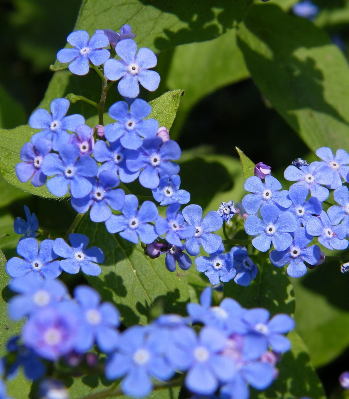 Earthcare Seeds - Forget Me Not Chinese 500 Seeds (Cynoglossum Amabile) Heirloom - Open Pollinated