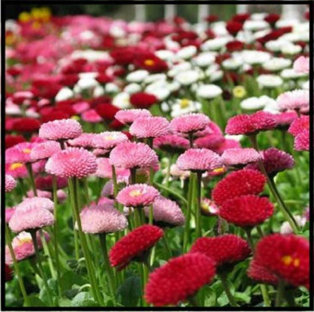 100 MIXED Col ENGLISH DAISY Bellis Perennis Flower Seeds