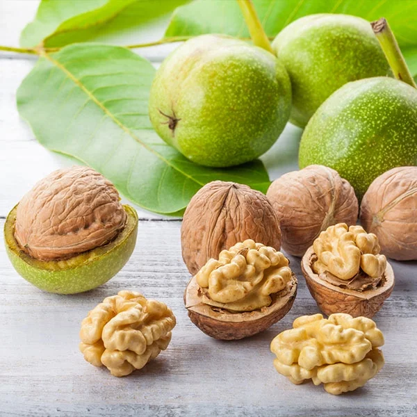Brighter Blooms - Chandler Walnut Tree, 5-6 ft. - No Shipping To AZ,CA,OR,TX