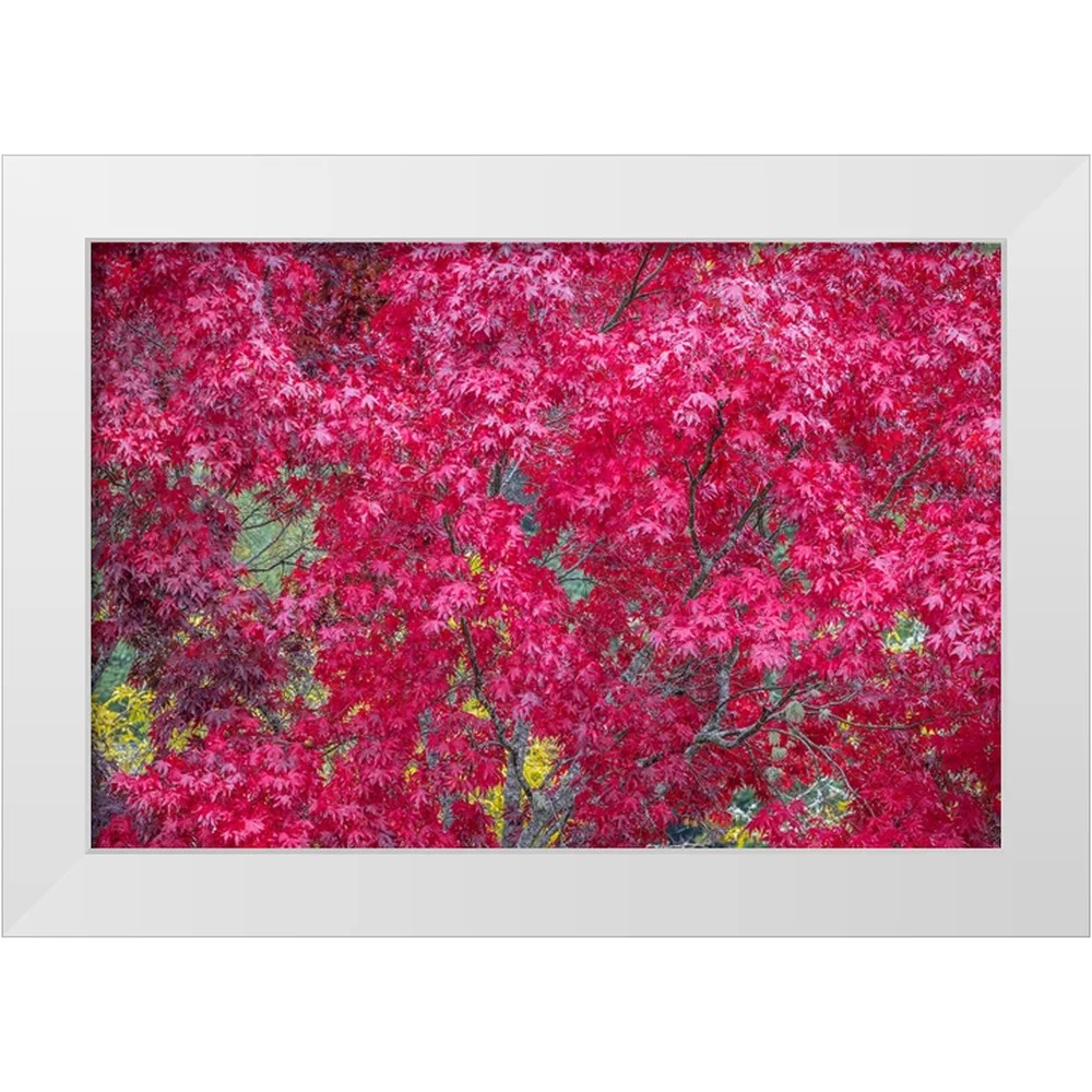 Jaynes Gallery 14x11 White Modern Wood Framed Museum Art Print Titled - USA-Washington State-Seabeck Japanese maple tree in autumn