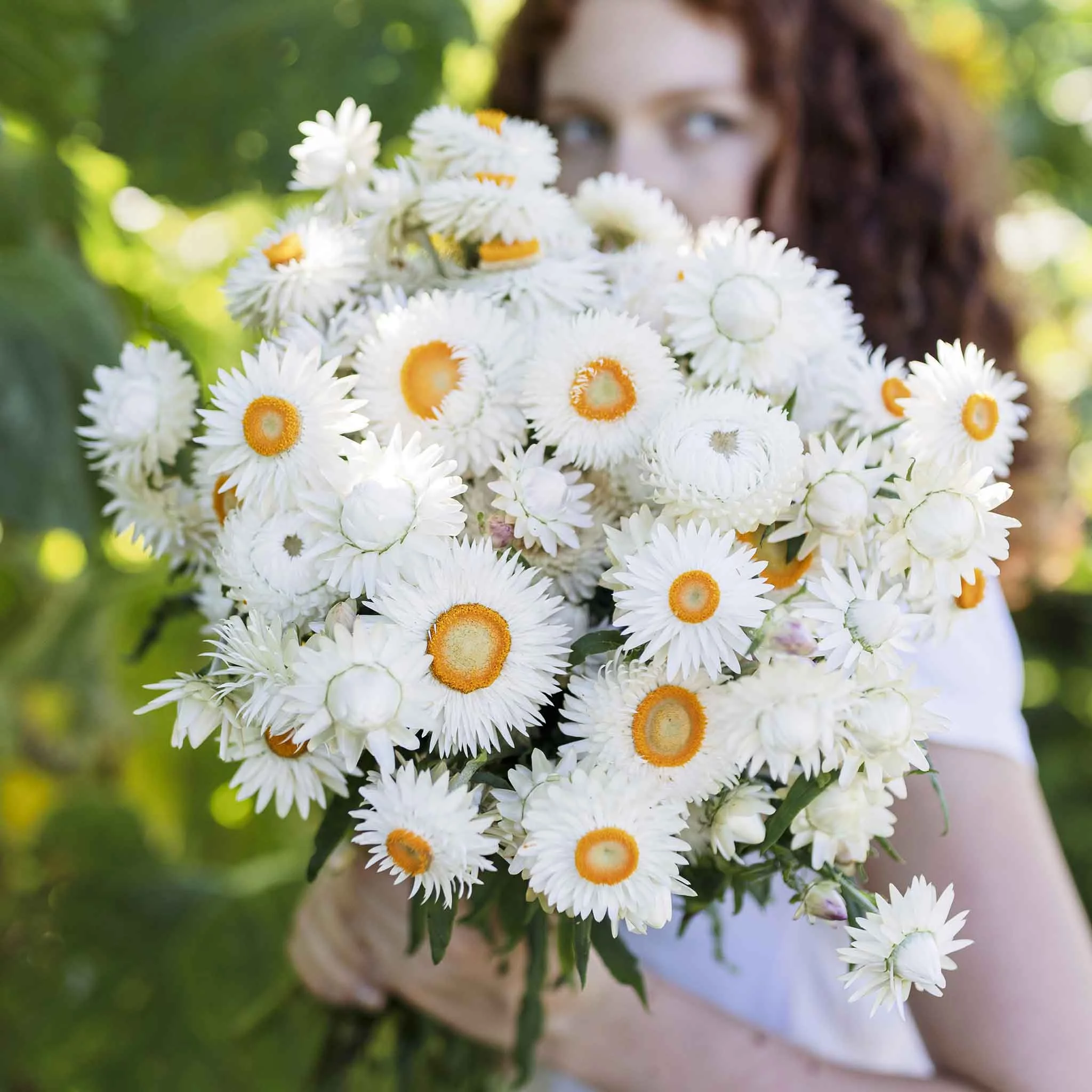 Strawflower Seeds - White - 1 Ounce - White Flower Seeds,   Attracts Bees, Attracts Butterflies, Attracts Pollinators, Easy to Grow & Maintain, Cut Flower Garden