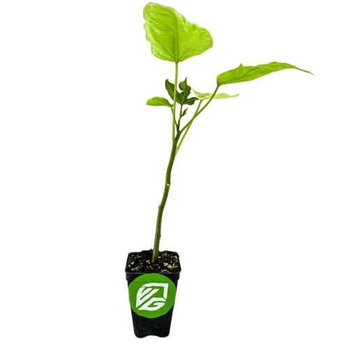 Babaco Papaya (Mountain Papaya) Live Tree Plant - Vasconcellea × heilbornii