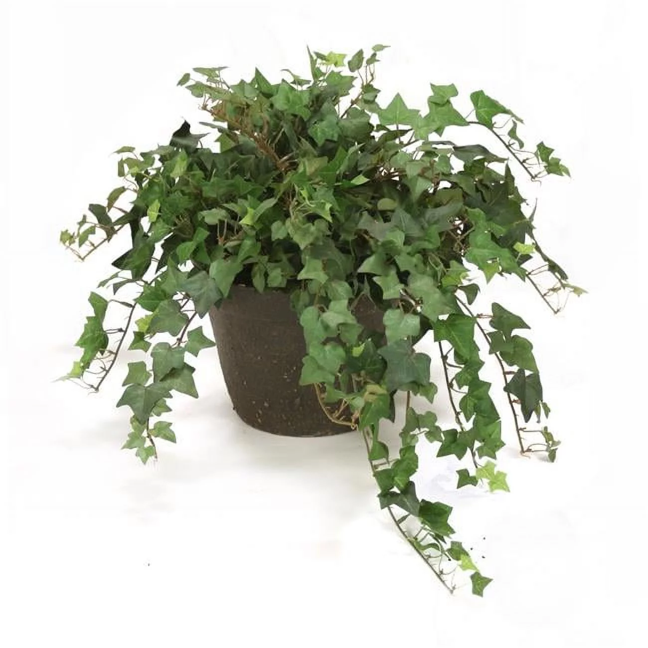 Unisex Ivy in Rust Clay Pot - Green