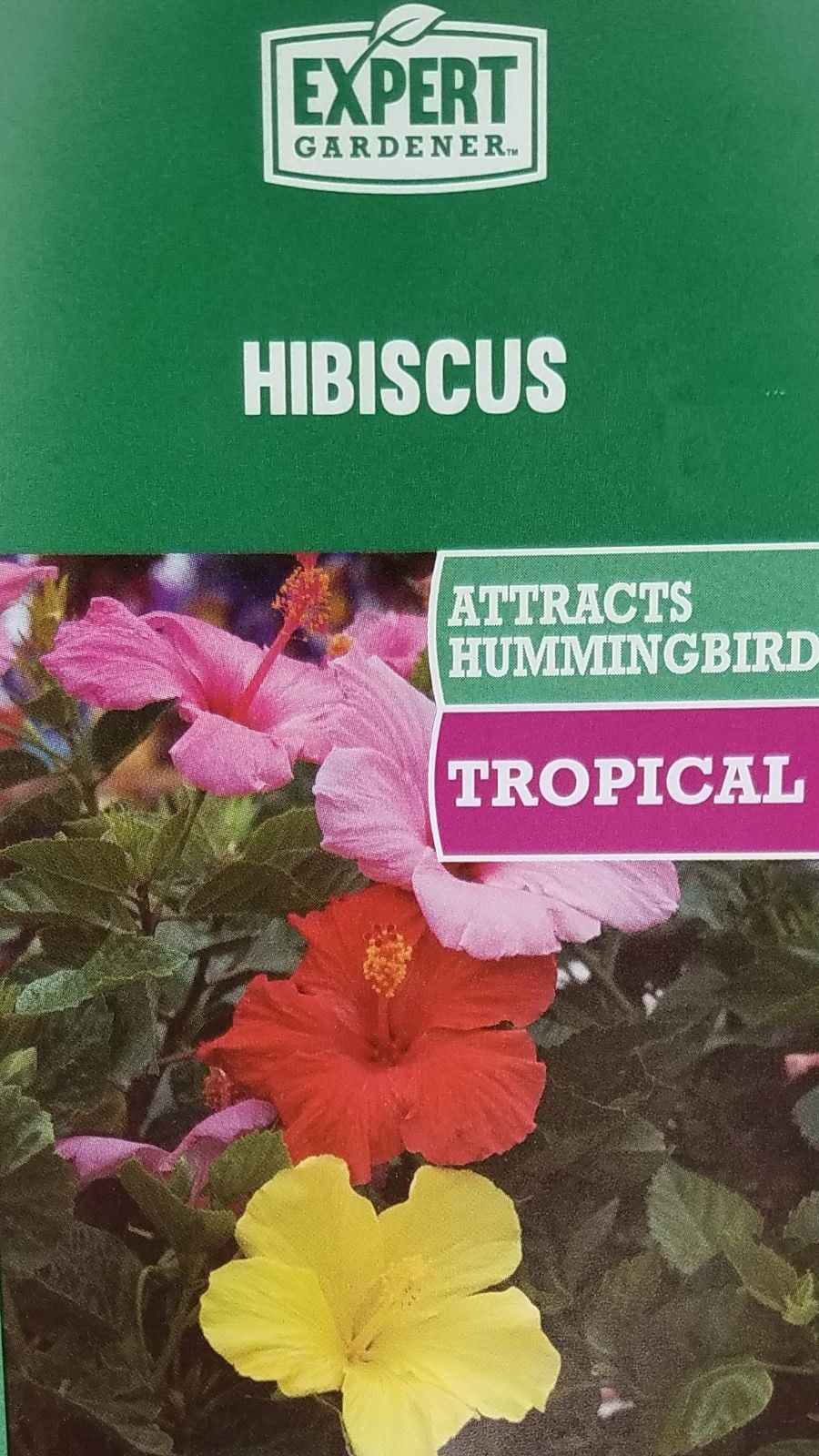 Island Blooms Live Indoor 20in. Tall Hibiscus Plant in 10in. Grower's pot