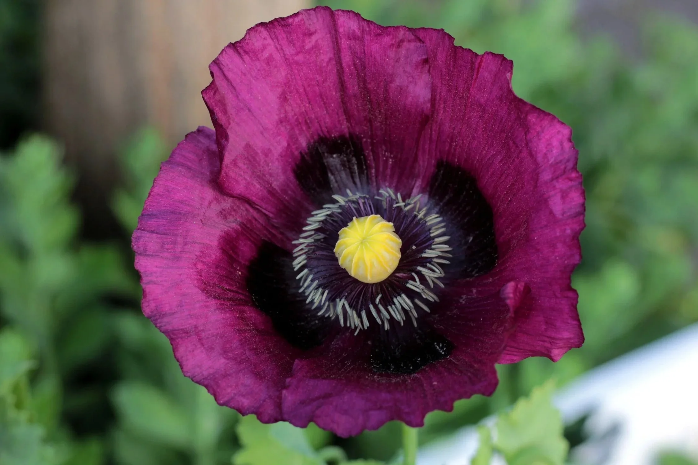 500 LAUREN'S GRAPE POPPY Purple Papaver Somniferum Flower Seeds