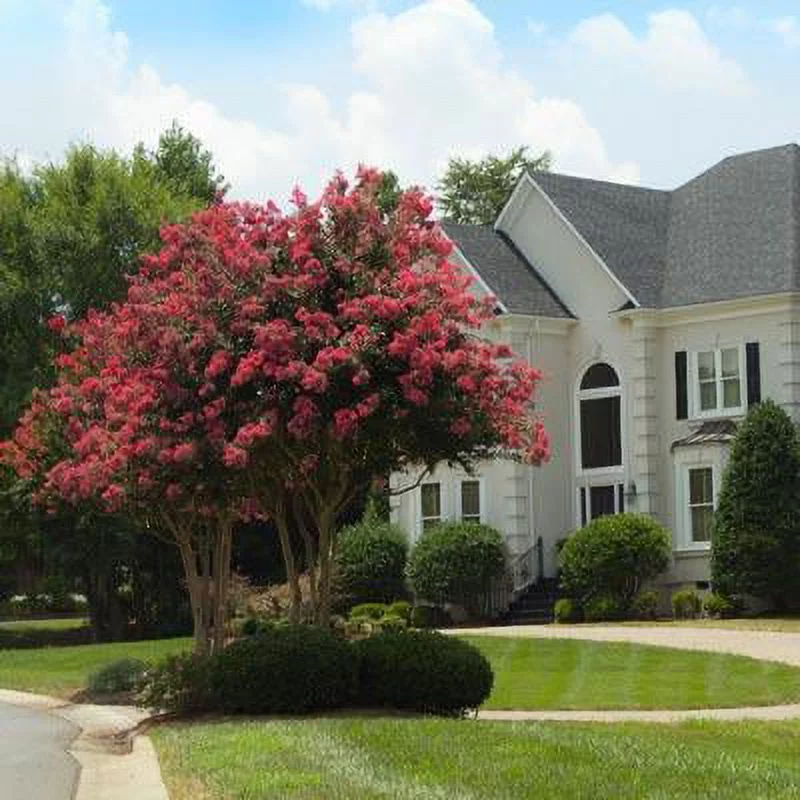 Dynamite Crape Myrtle Tree