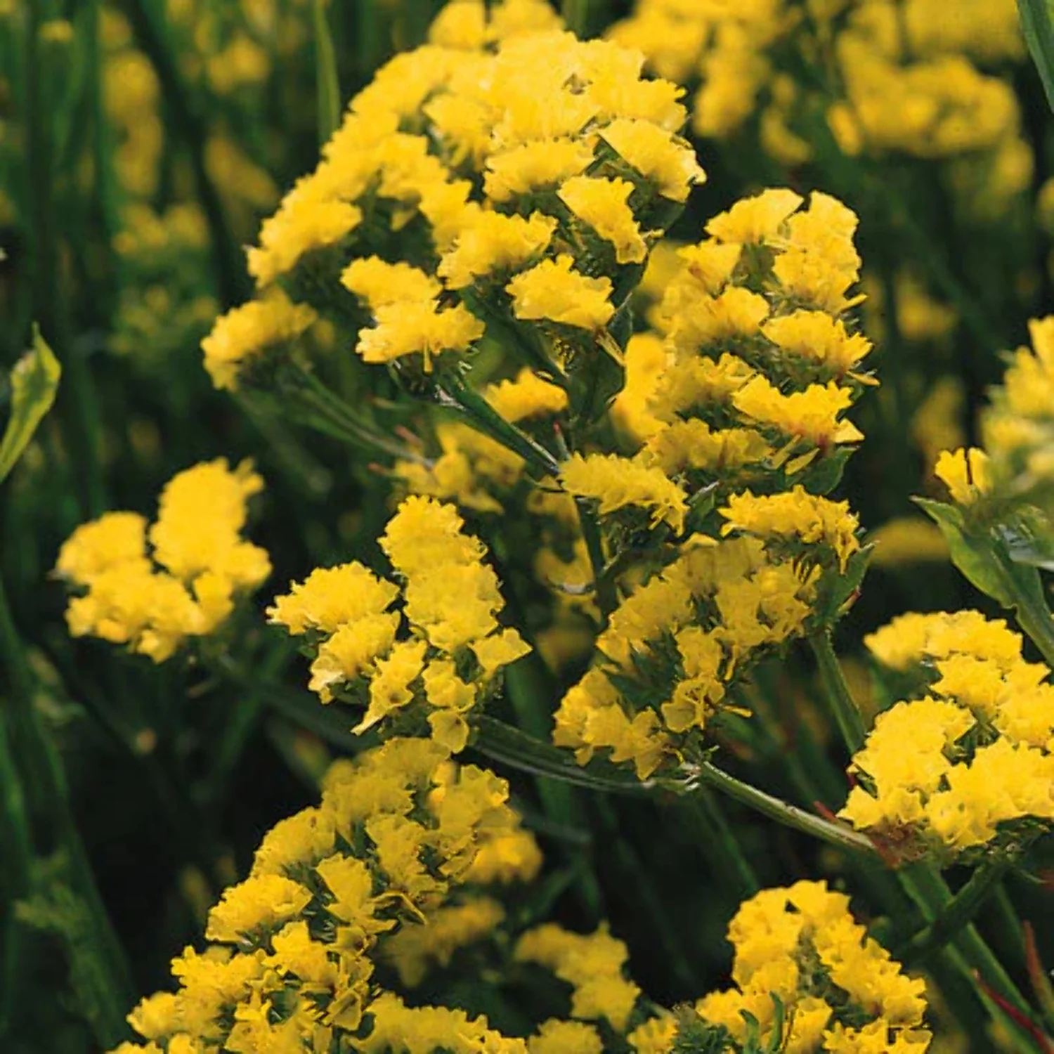 Statice QIS Yellow Seed